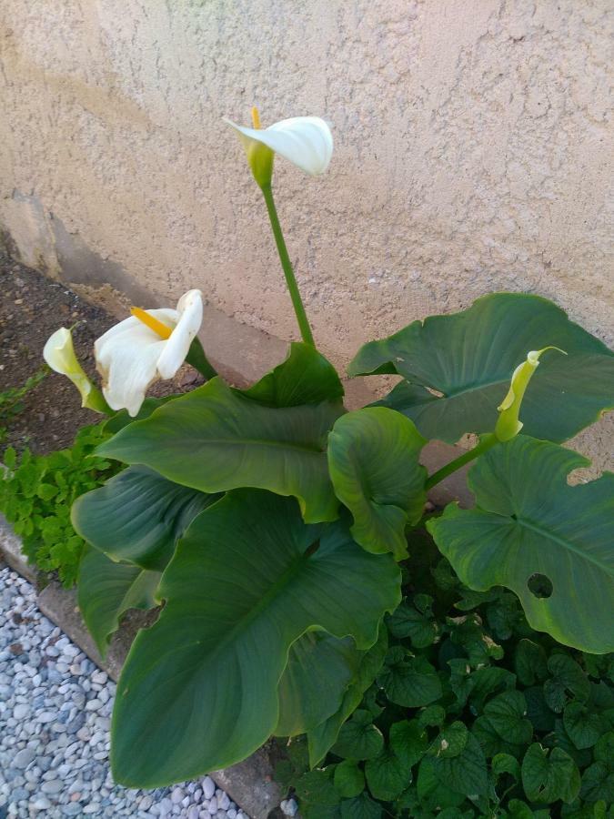 Studio Cosy Au Calme Apartamento Libourne Exterior foto